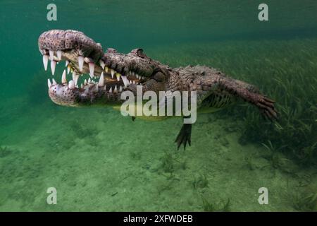 Crocodile américain (Crocodylus acutus), vulnérable UICN, Jardines de la Reina / Parc national des jardins de la Reine, mer des Caraïbes, Ciego de Avila, Cuba, janvier Banque D'Images