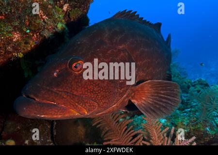 Mérou noir (Mycteroperca bonaci),Jardines de la Reina / jardins du parc national de la Reine, mer des Caraïbes, Ciego de Avila, Cuba, janvier Banque D'Images