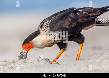 Caracara à crête (Caracara cheriway) adulte mangeant des œufs de tortue de mer Olive Ridley (Lepidochelys olivacea), Arribada (nidification massive), Playa Morro Ayuta, État d'Oaxaca, sud du Mexique. Banque D'Images