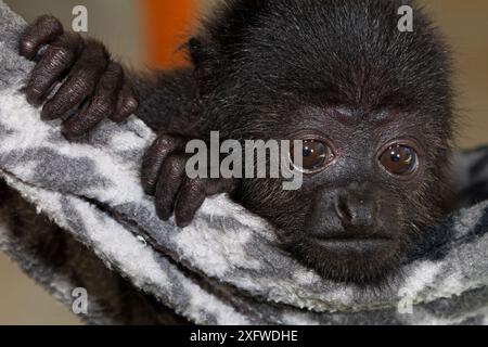 Singe hurleur noir du Yucatan (Alouatta pigra) orphelin en cours de réintroduction dans la nature, programme de conservation du singe hurleur noir du Yucatan, écoparc Los Aluxes, Palenque, Chiapas, sud du Mexique. Espèces menacées. Banque D'Images