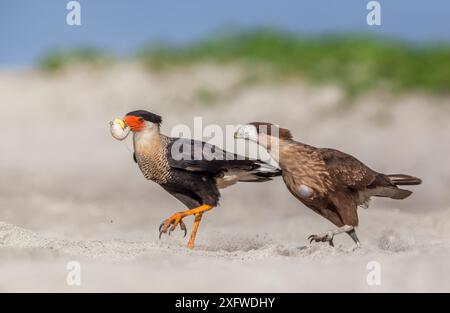 Caracara à crête (Caracara cheriway) adulte mangeant un œuf de tortue de mer Olive ridley (Lepidochelys olivacea), juvénile essayant de le voler, Arribada (événement de nidification de masse), Playa Morro Ayuta, État d'Oaxaca, sud du Mexique, août Banque D'Images