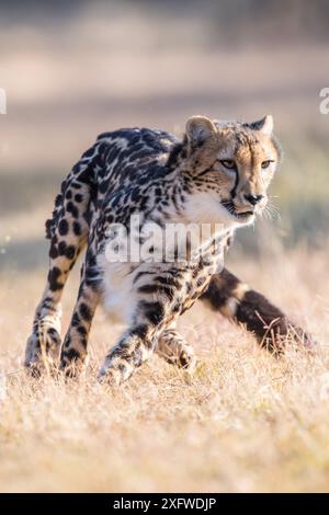 King Cheetah tourne à toute vitesse en Afrique du Sud. Banque D'Images