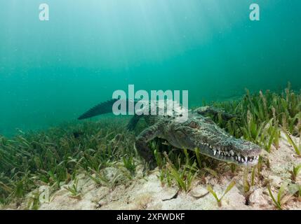 Crocodile américain (Crocodylus acutus) Jardines de la Reina / jardins du parc national de la Reine, mer des Caraïbes, Ciego de Avila, Cuba, janvier. Espèces vulnérables. Banque D'Images