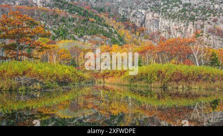 Étang de castors avec pavillon de castors (sur le côté gauche) et arbres reflétés en automne. Parc national d'Acadia, Maine, États-Unis. Octobre. Banque D'Images