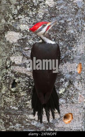 Pics pilés (Dryocopus pileatus) buvant sur le tronc d'arbre, Acadia National Park, Maine, États-Unis. Février. Banque D'Images