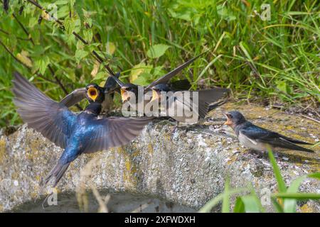 Hirondelle de grange (Hirundo rustica) jeunes mendiants, pays-Bas Banque D'Images