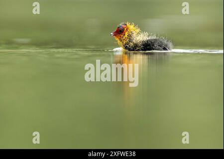 Rottweil, Allemagne. 05 juillet 2024. Un poussin coot nage dans un lac près de Rottweil. Crédit : Silas Stein/dpa/Alamy Live News Banque D'Images