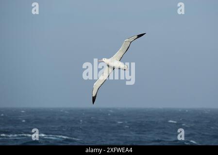 Gibsons errant albatros (Diomedea exulans gibsoni) en vol au-dessus de l'océan au sud des îles subantarctiques d'Auckland, en Nouvelle-Zélande subantarctique. Banque D'Images