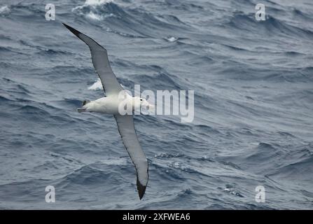 Gibsons errant albatros (Diomedea exulans gibsoni) en vol au-dessus de l'océan au sud des îles subantarctiques d'Auckland, en Nouvelle-Zélande subantarctique. Banque D'Images