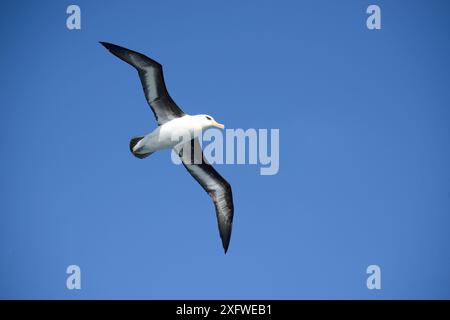 Albatros de Campbell (Diomedea melanophrys) en vol au-dessus de la mer. Au sud de Campbell Island. Nouvelle-Zélande subantarctique. Banque D'Images