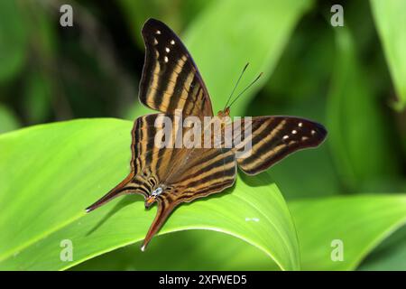 Papillon daggerwing à plusieurs bandes (Marpesia chiron) Cuba Banque D'Images