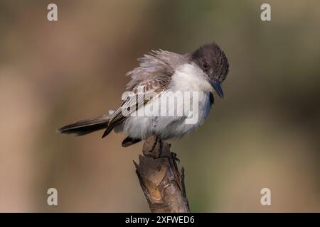 Oiseau-roi caouin (Tyrannus caudifasciatus) aux plumes gonflées, Cuba Banque D'Images