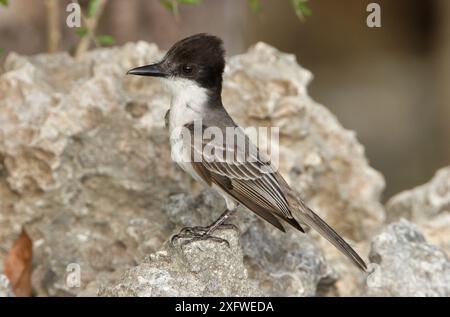 Oiseau-roi caouin (Tyrannus caudifasciatus) Cuba Banque D'Images