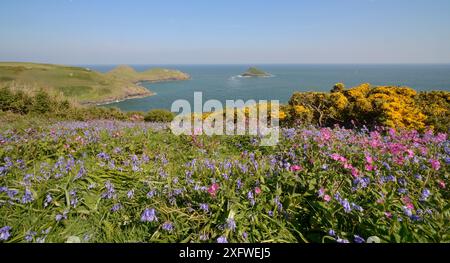 Campion rouge (Silene dioica), cloches bleues (Hyacinthoides non-scripta / Endymion non-scriptus) et gorse commune (Ulex europaeus) fleurissant sur prairie côtière, Pwhole Head, Cornouailles, Royaume-Uni, mai. Banque D'Images