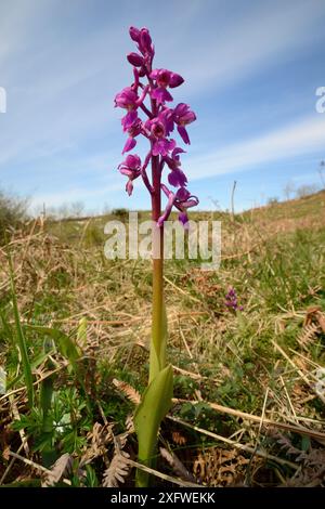 Orchidée pourpre précoce (Orchis mascula) floraison sur prairie de craie, Mendip Hills, Somerset, Royaume-Uni, avril. Banque D'Images