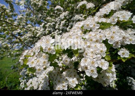 Fleur d'aubépine (Crataegus monogyna), Wiltshire, Royaume-Uni, mai. Banque D'Images