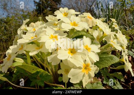 Primevères communes (Primula vulgaris) fleurissant dans un jardin, Wiltshire, Royaume-Uni, avril. Banque D'Images