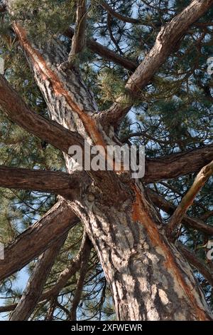 Pin sylvestre (Pinus sylvestris) avec une marque de roussissement d'une récente frappe d'éclairage laissant une cicatrice verticale dans l'écorce où le courant électrique a coulé à la terre dans l'arbre, Cambridge, Royaume-Uni, juillet. Banque D'Images