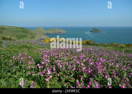 Campion rouge (Silene dioica), cloches bleues (Hyacinthoides non-scripta / Endymion non-scriptus) et gorse commune (Ulex europaeus) fleurissant sur prairie côtière, Pwhole Head, Cornouailles, Royaume-Uni, mai. Banque D'Images