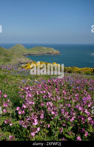 Campion rouge (Silene dioica), cloches bleues (Hyacinthoides non-scripta / Endymion non-scriptus) et gorse commune (Ulex europaeus) fleurissant sur prairie côtière, Pwhole Head, Cornouailles, Royaume-Uni, mai. Banque D'Images