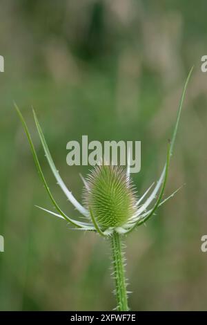 Teasel commun (Dipsacus fullonum) Flowerhead in Bud, Wiltshire, Royaume-Uni, juillet. Banque D'Images