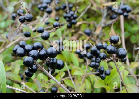 Arbuste sauvage (Ligustrum vulgare) en broussailles côtières avec grappes de baies, Cornouailles, Royaume-Uni, octobre. Banque D'Images