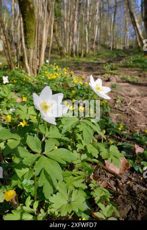 Anémones des bois (Anemone nemorosa) et célandines petites (Ranunculus ficaria) fleurissant sur le sol boisé, SWT Black Rock Reserve, Cheddar gorge, Mendip Hills, Royaume-Uni, avril. Banque D'Images