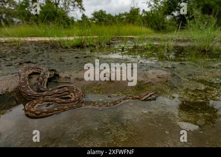 Python rocheux africain (Python sebae) dans un étang, parc national de Gorongosa, Mozambique. Banque D'Images