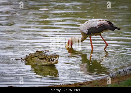 La cigogne à bec jaune (Mycteria ibis) chasse le poisson près d'un crocodile du Nil (Crocodylus niloticus) qui est venu avaler une bouchée de poissons. Rivière Msicadzi, parc national de Gorongosa, Mozambique. Pendant la saison sèche, de nombreuses sources d'eau assèchent les poissons piégeant dans des zones plus petites. De nombreux oiseaux et crocodiles se rassemblent pour se nourrir de cette abondante source de nourriture. Banque D'Images