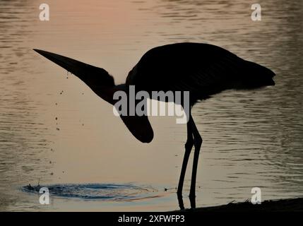 Cigogne de Marabou (Leptoptilos crumenifer) buvant au coucher du soleil dans la rivière Msicadzi, parc national de Gorongosa, Mozambique. Pendant la saison sèche, de nombreuses sources d'eau assèchent les poissons piégeant dans des zones plus petites. De nombreux oiseaux et crocodiles se rassemblent pour se nourrir de cette abondante source de nourriture. Banque D'Images