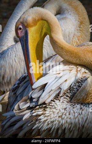 Grand pélican blanc (Pelecanus onocrotalus) se préparant au bord de la rivière Msicadzi, parc national de Gorongosa, Mozambique. Pendant la saison sèche, de nombreuses sources d'eau assèchent les poissons piégeant dans des zones plus petites. De nombreux oiseaux et crocodiles se rassemblent pour se nourrir de cette abondante source de nourriture. Banque D'Images