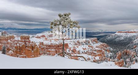 PIN limber enneigé (Pinus flexilis) sur le bord du canyon orienté nord, avec les flèches et les pinacles en arrière-plan. Parc national de Bryce Canyon, Utah, États-Unis. Janvier 2018. Banque D'Images