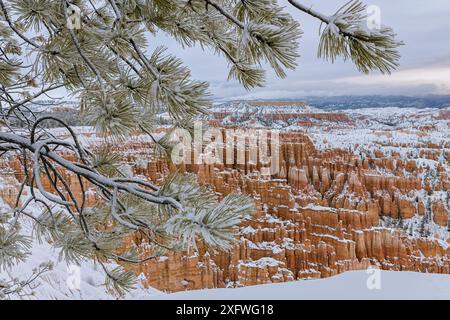 Couvert de neige pin (Pinus flexilis), sur northfacing canyon rim, avec les flèches et pinacles en arrière-plan. Bryce Canyon National Park, Utah, USA. 2 janvier)18. Banque D'Images