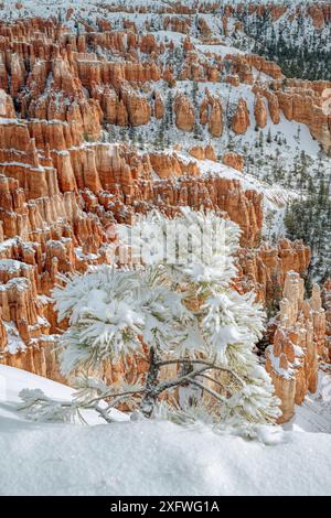 Couvert de neige pin (Pinus flexilis), sur northfacing canyon rim, avec les flèches et pinacles en arrière-plan. Bryce Canyon National Park, Utah, USA. 2 janvier)18. Banque D'Images