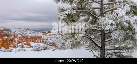 PIN limber enneigé (Pinus flexilis) sur le bord du canyon orienté nord, avec les flèches et les pinacles en arrière-plan. Parc national de Bryce Canyon, Utah, États-Unis. Janvier 2018. Banque D'Images