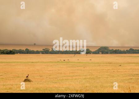 Topi (Damaliscus korrigum), mâle sur une colline de termites dans les plaines, avec le feu de brousse au loin, réserve de chasse Masai-Mara, Kenya Banque D'Images