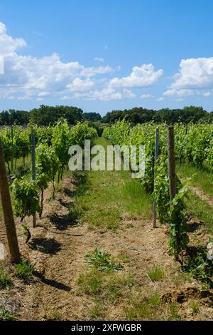 Vignes de vignes au Château Lafitte Yvrac Bordeaux Gironde France Banque D'Images