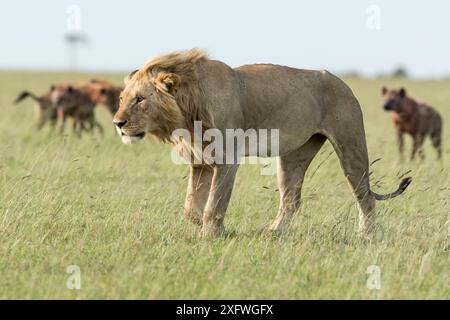 Lion (Panthera leo), hyènes mâles et tachetées, réserve de chasse Masai-Mara, Kenya Banque D'Images