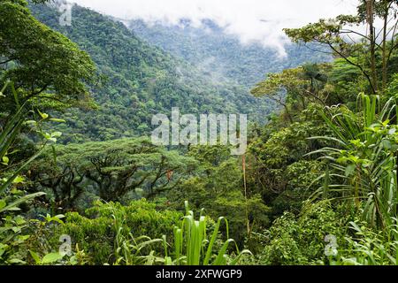 Forêt tropicale montagneuse, parc national de Braulio-Carrillo, Costa Rica. Banque D'Images