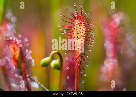 Feuilles de rosée (Drosera intermedia) Bavière, Allemagne, juillet. Banque D'Images