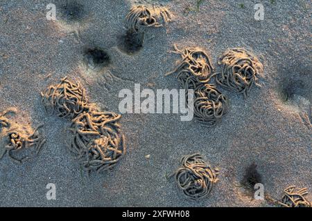 Lugworm / Sandworm (Arenicola marina) trous et fontes sur des vasières, sur la côte de la mer du Nord, Allemagne, juin. Banque D'Images