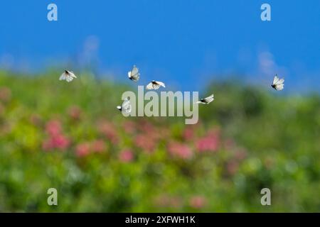 Papillons blancs à veines noires (Aporia crataegi) survolant les prairies de montagne, Alpes, Autriche, juillet. Banque D'Images