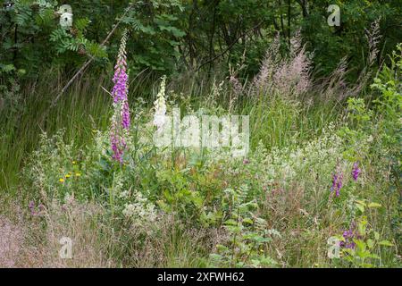 Galium album la paille blanche avec d'autres plantes dans la partie sauvage du jardin Banque D'Images