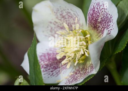 Gros plan d'une fleur Hybrid Carenten Rose dans un jardin à New York Banque D'Images