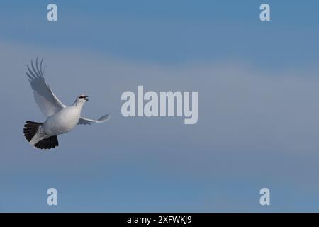 Rock ptarmigan (Lagopus muta) volant et appelant, péninsule de Taymyr, Sibérie, Russie . Mars Banque D'Images