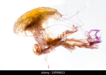 Méduses (Pelagia noctiluca) sur fond blanc, mer Méditerranée, Corse Banque D'Images