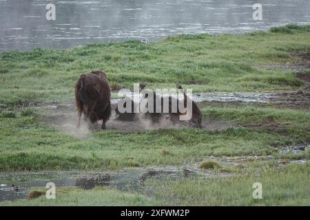 Bison adulte roulant dans la poussière Banque D'Images