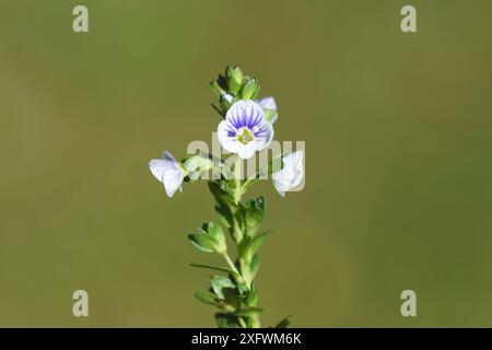 Gros plan Veronica serpyllifolia à fleurs minuscules, speedwell à feuilles de thym, speedwell à feuilles de thymeleaf. Famille des plantains, Plantaginaceae. Fond vert. Été Banque D'Images