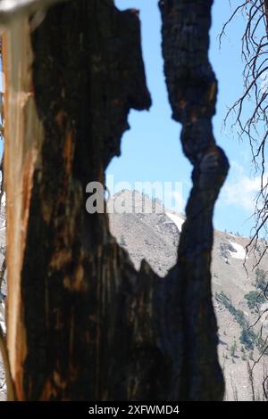 Pic de montagne à travers Burnt Tree Banque D'Images