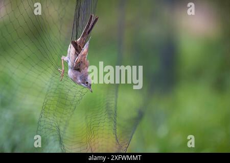 Attraper un rotin blanc commun (Sylvia communis) capturé dans des roselières à lit de brume sur l'estuaire de la Otter afin d'améliorer la compréhension de leur écologie et de leur cycle de vie. Devon Royaume-Uni Banque D'Images